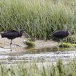 Ibis falcinelles en Bretagne